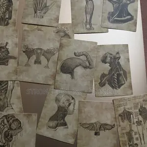 Human Anatomy Stickers for Laptops/Books /
