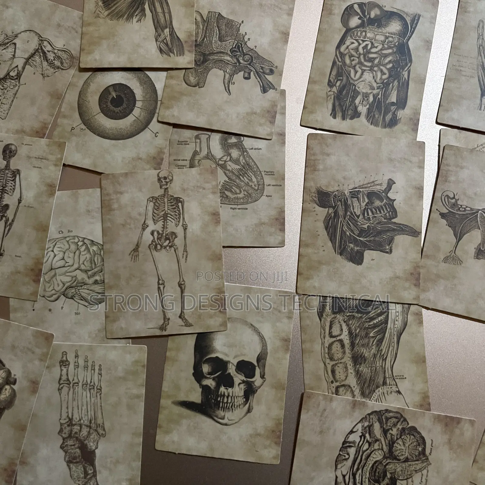 Human Anatomy Stickers for Laptops/Books /