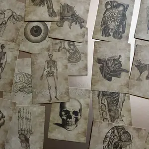 Human Anatomy Stickers for Laptops/Books /