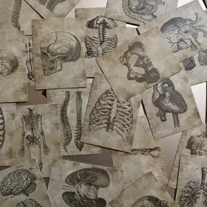 Human Anatomy Stickers for Laptops/Books /