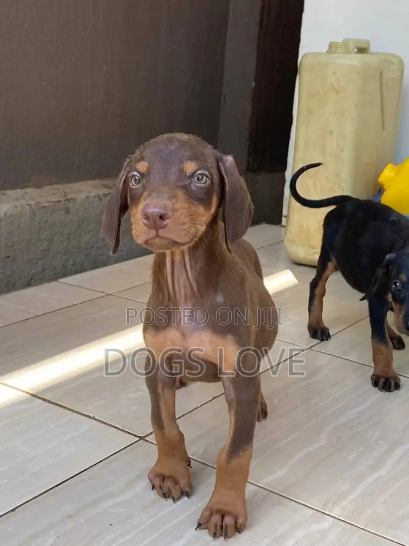 1-3 months Male Purebred Doberman Pinscher