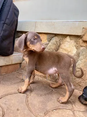 1-3 months Male Purebred Doberman Pinscher