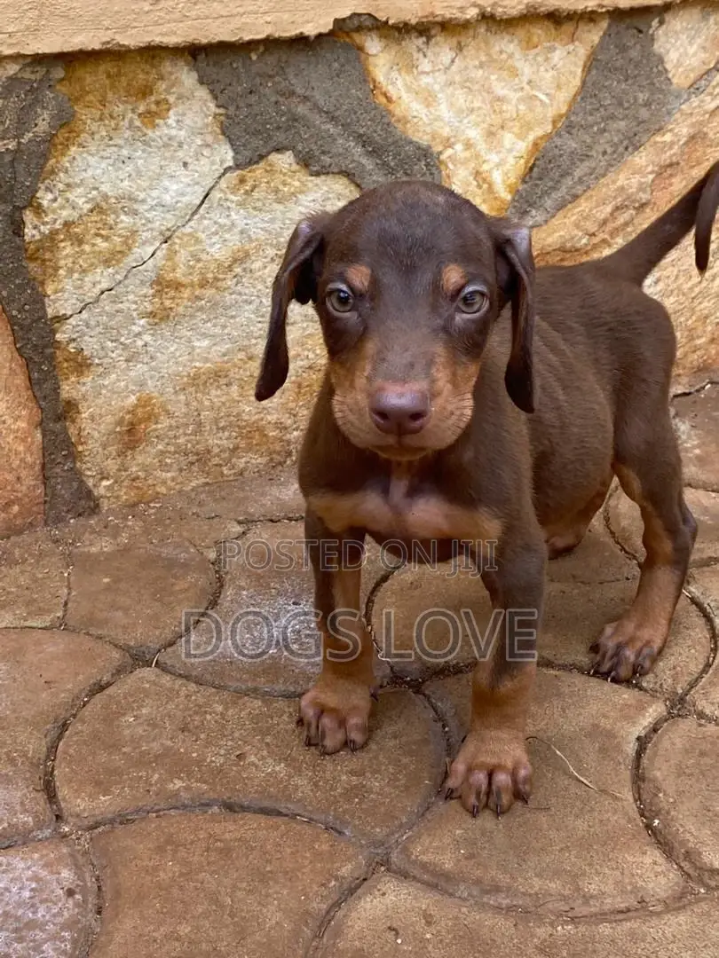 1-3 months Male Purebred Doberman Pinscher