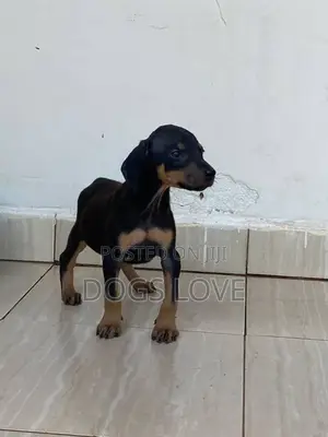 1-3 months Female Purebred Doberman Pinscher