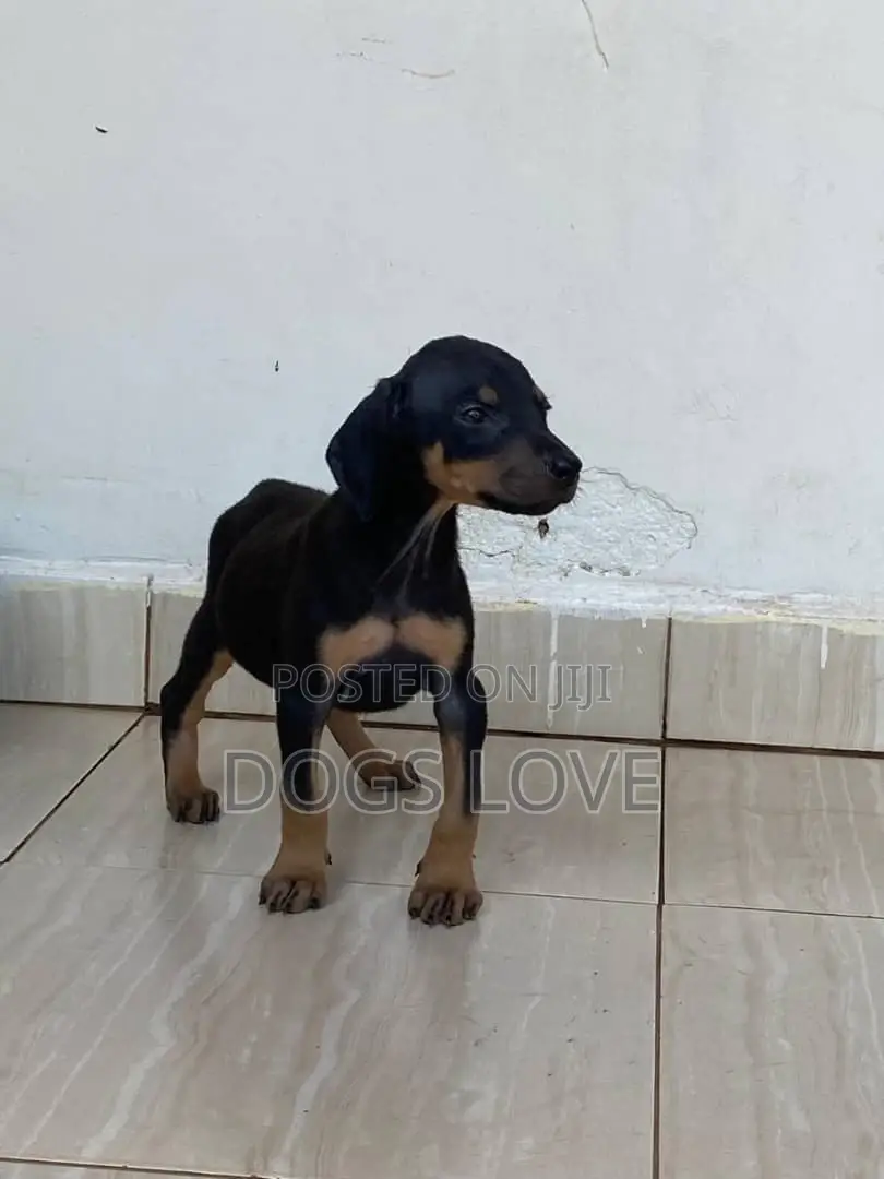 1-3 months Female Purebred Doberman Pinscher