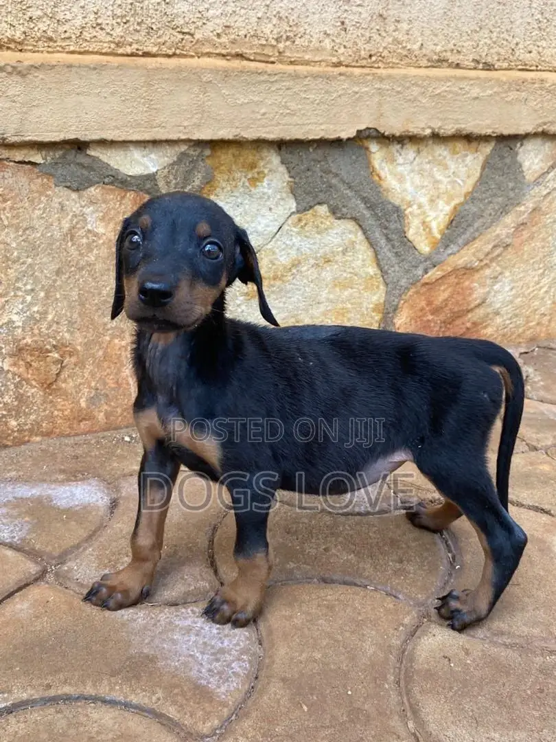 1-3 months Female Purebred Doberman Pinscher