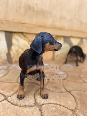1-3 months Female Purebred Doberman Pinscher