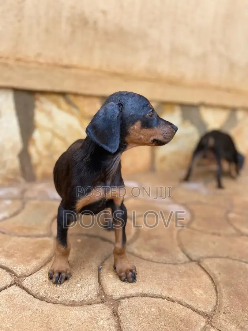 1-3 months Female Purebred Doberman Pinscher
