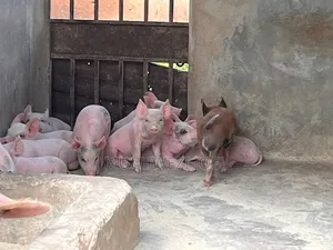 Duroc and Cambrough
