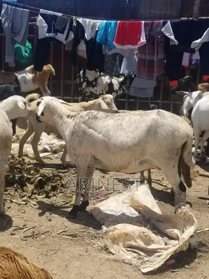 Pregnantt Sheep