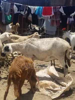 Pregnantt Sheep