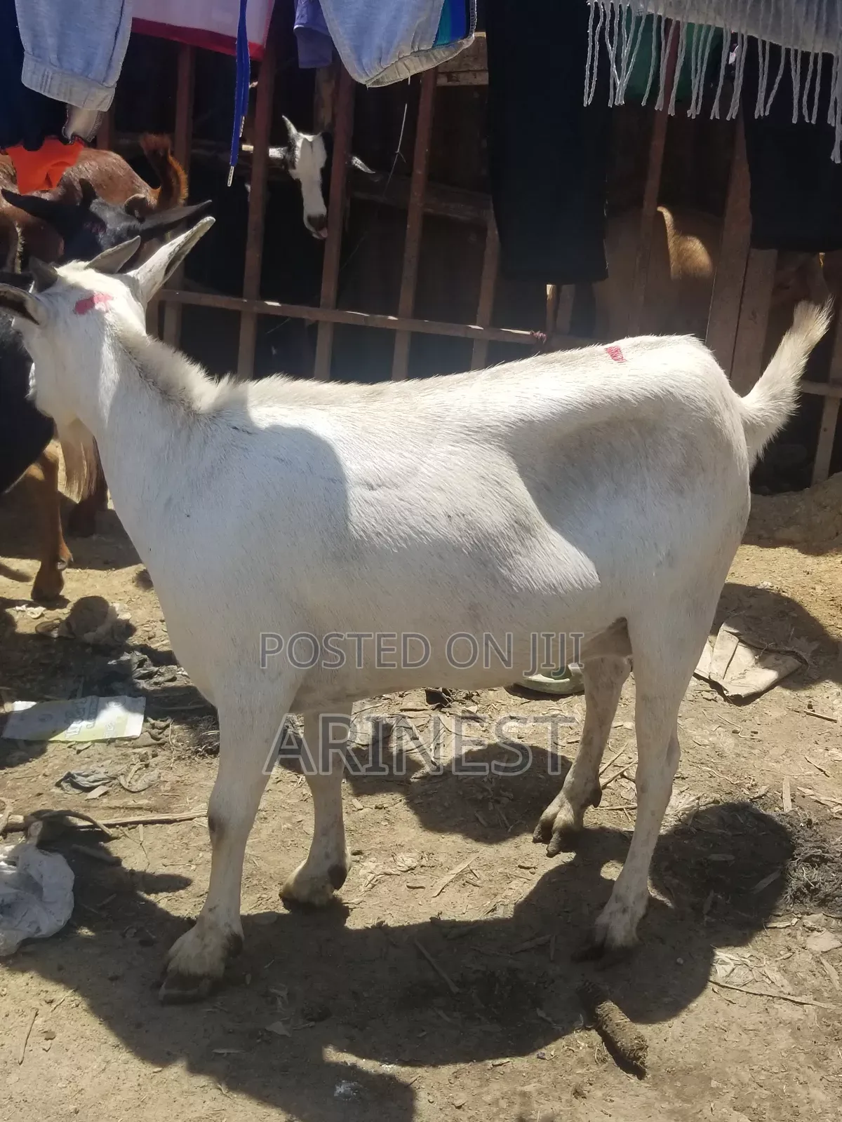 Whitee Female