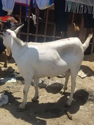 Whitee Female