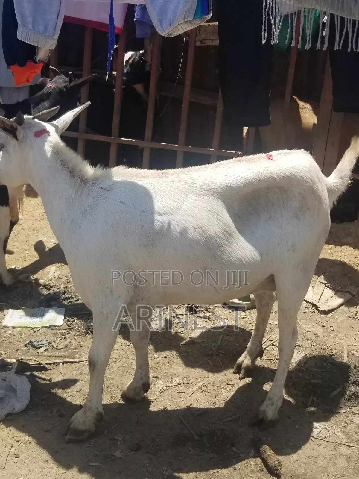 Whitee Female