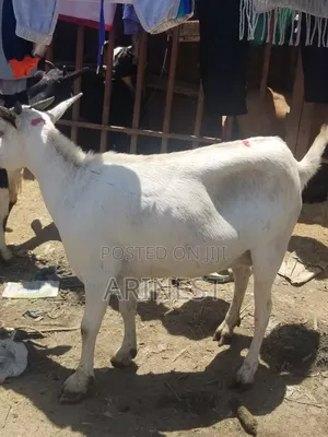 Whitee Female