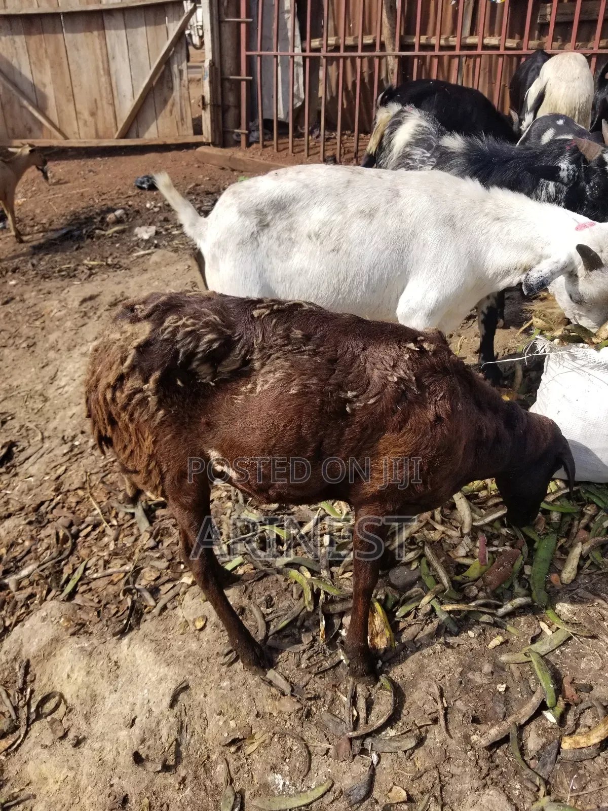 1black Female Sheep