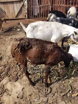 1black Female Sheep