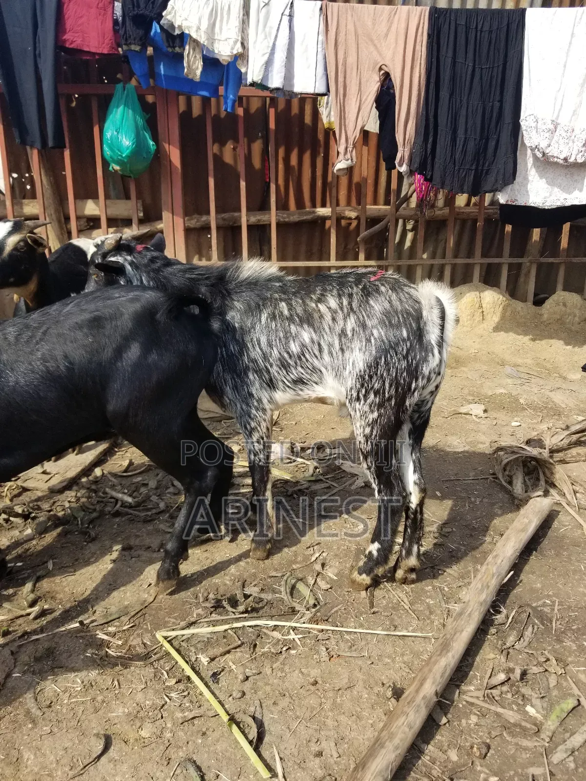 Bumyaa Male