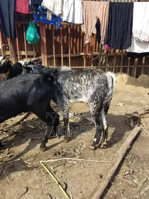 Bumyaa Male