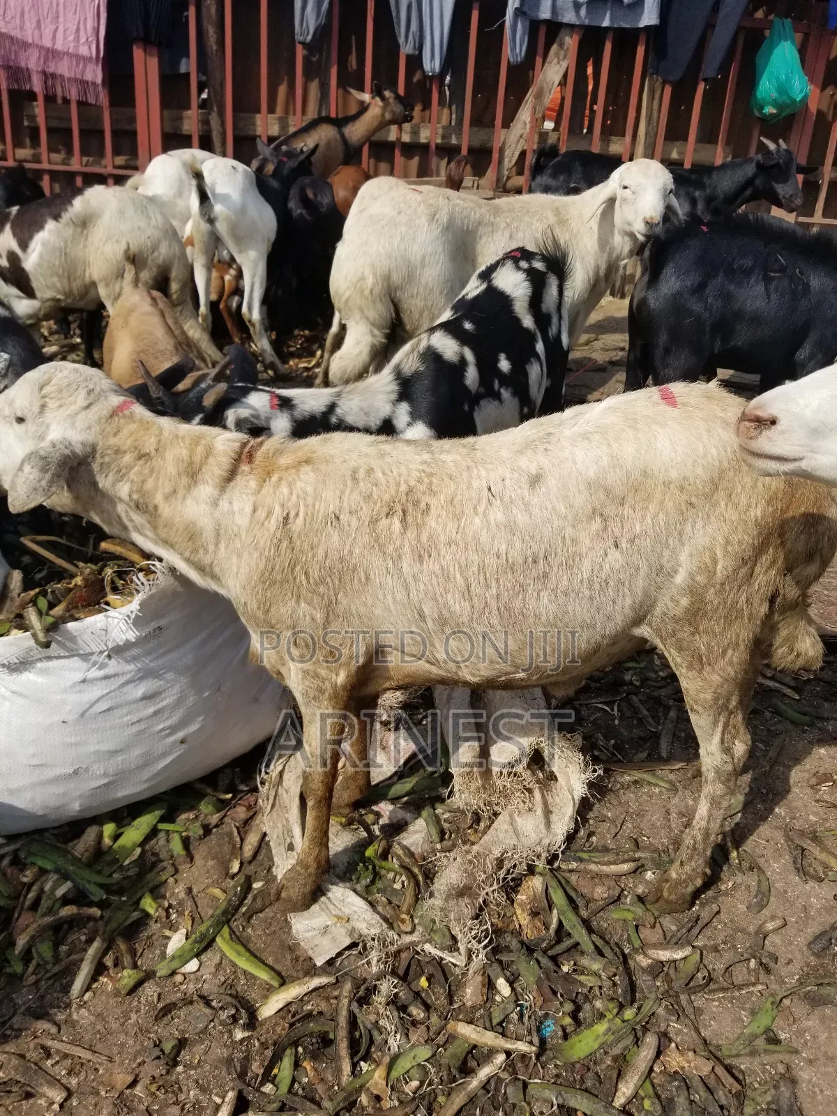 Whittee Male Sheep