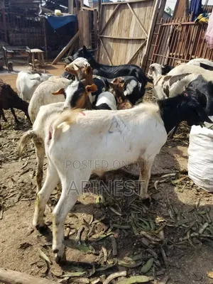 Savannaa Male
