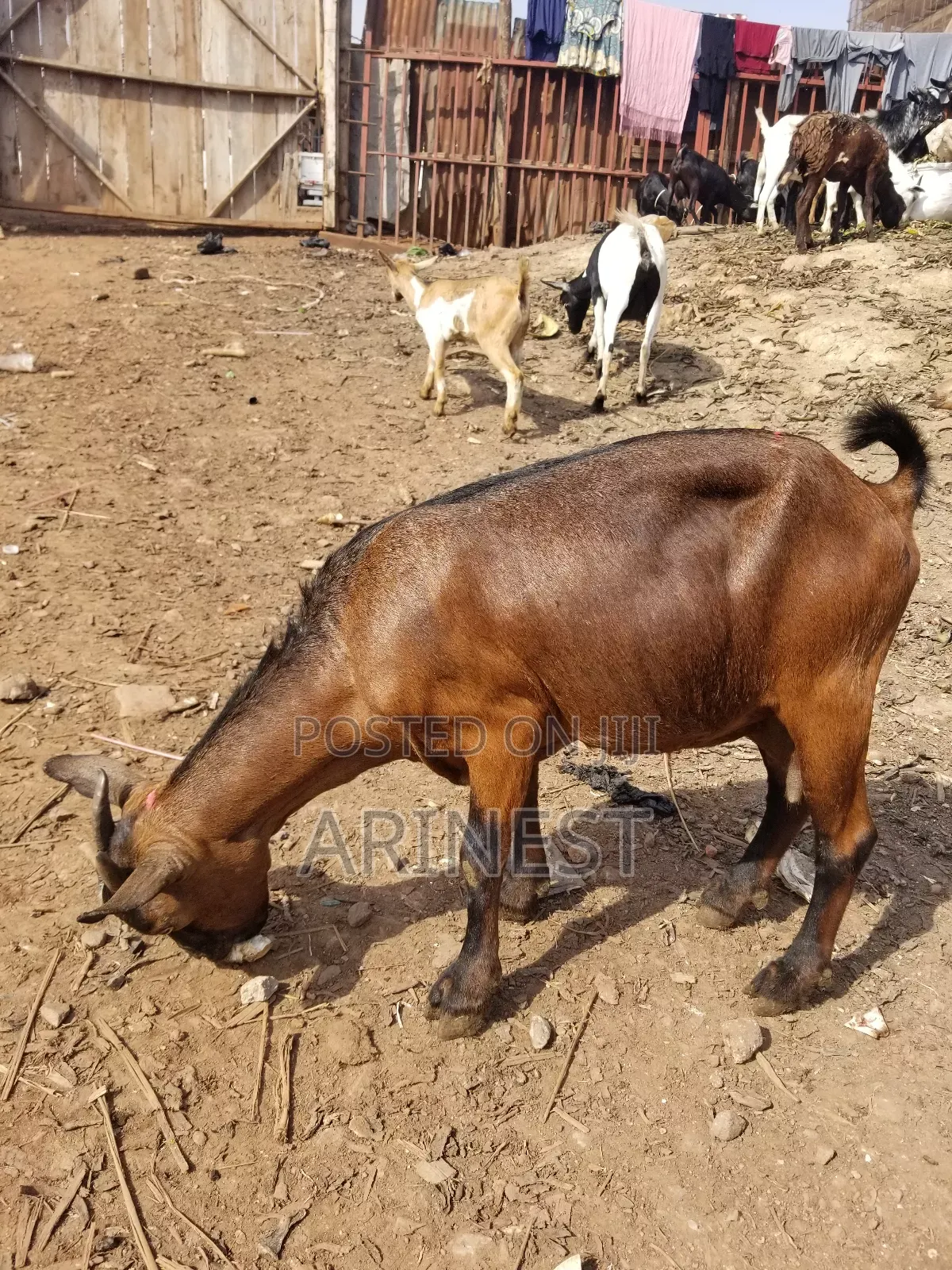 Savannna Ffemale