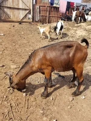 Savannna Ffemale