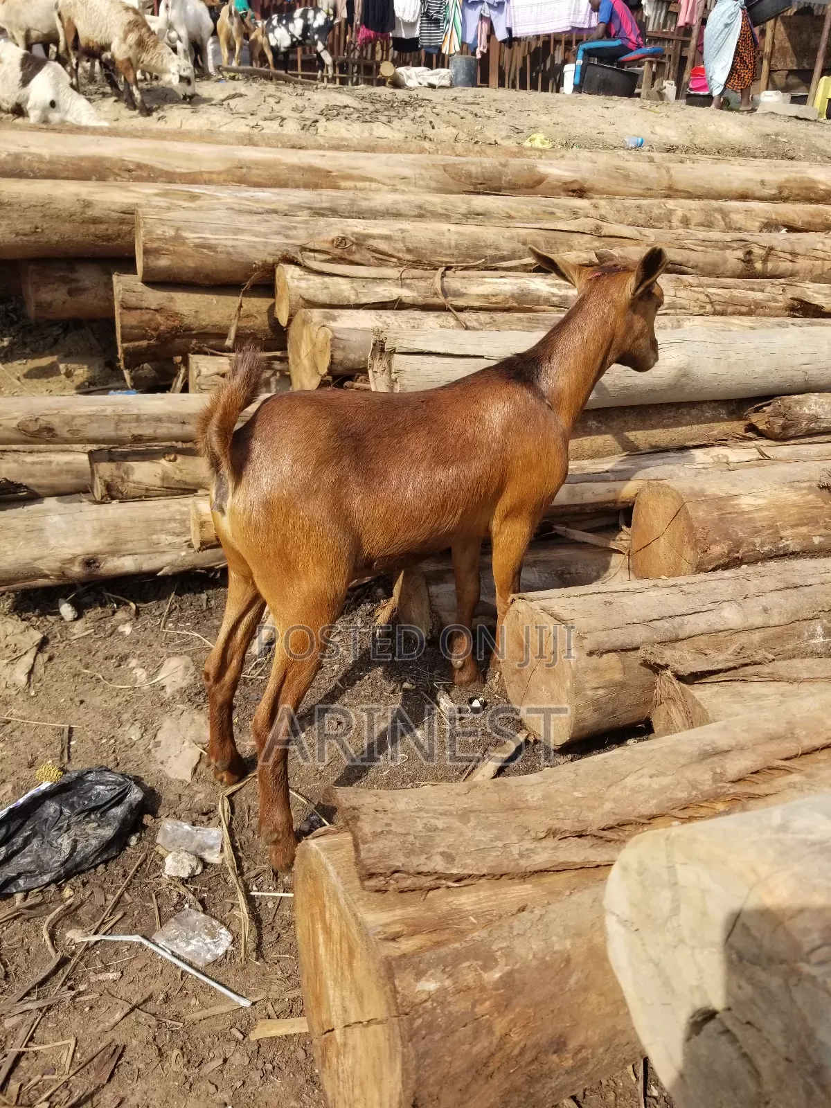 Brownn Female