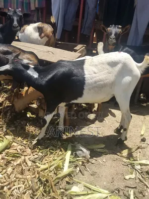 Kiba Female