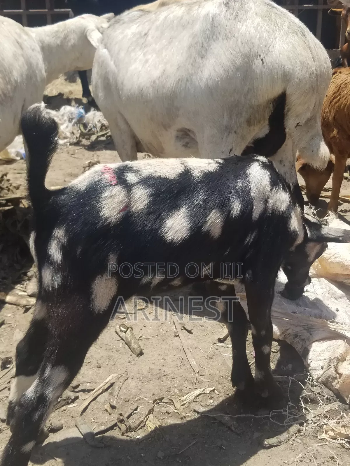 Pure Kitanga Mmale