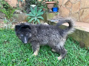 We Sell Dogs of All Kinds and Also Do Training and Other Dog Services