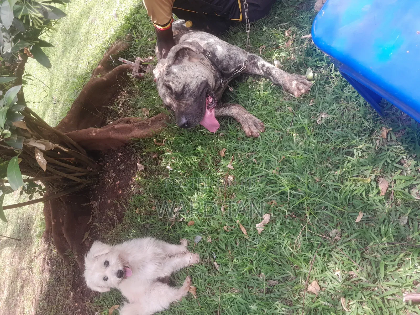 We Sell Dogs of All Kinds and Also Do Training and Other Dog Services