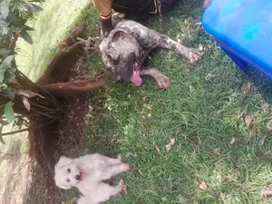 We Sell Dogs of All Kinds and Also Do Training and Other Dog Services