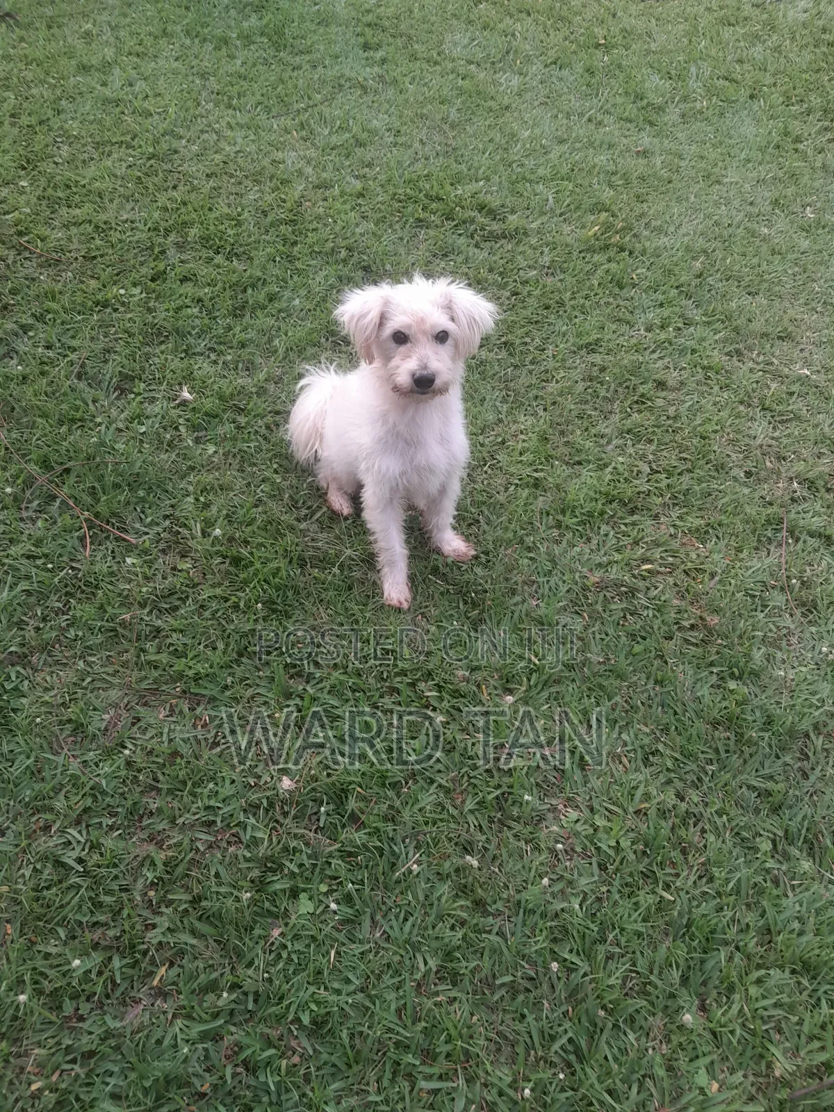 We Sell Dogs of All Kinds and Also Do Training and Other Dog Services