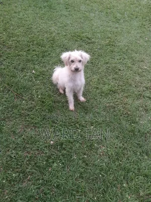 We Sell Dogs of All Kinds and Also Do Training and Other Dog Services