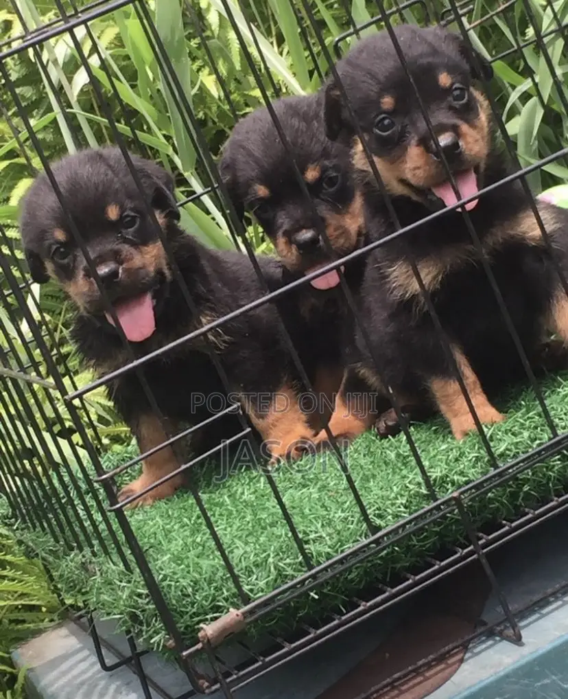 1-3 months Male Purebred Rottweiler