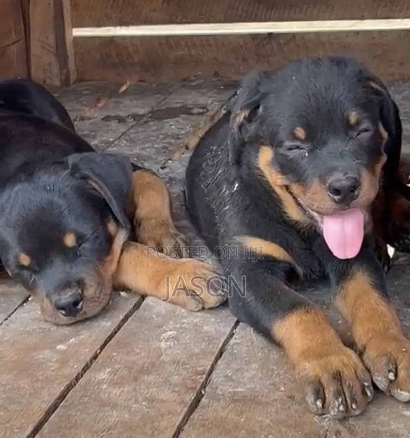 1-3 months Female Purebred Rottweiler