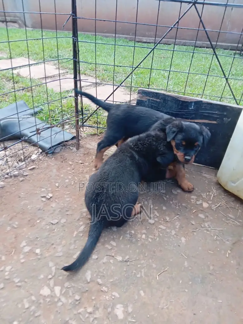 1-3 months Male Purebred Rottweiler