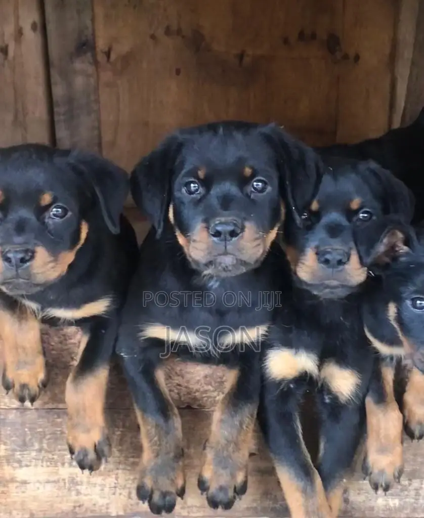 1-3 months Female Purebred Rottweiler