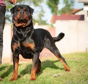 1+ year Male Purebred Rottweiler