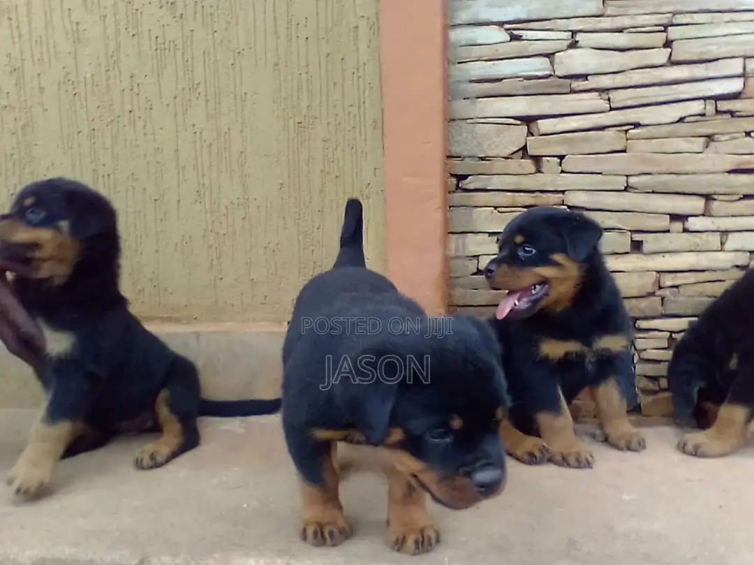 1-3 months Male Purebred Rottweiler