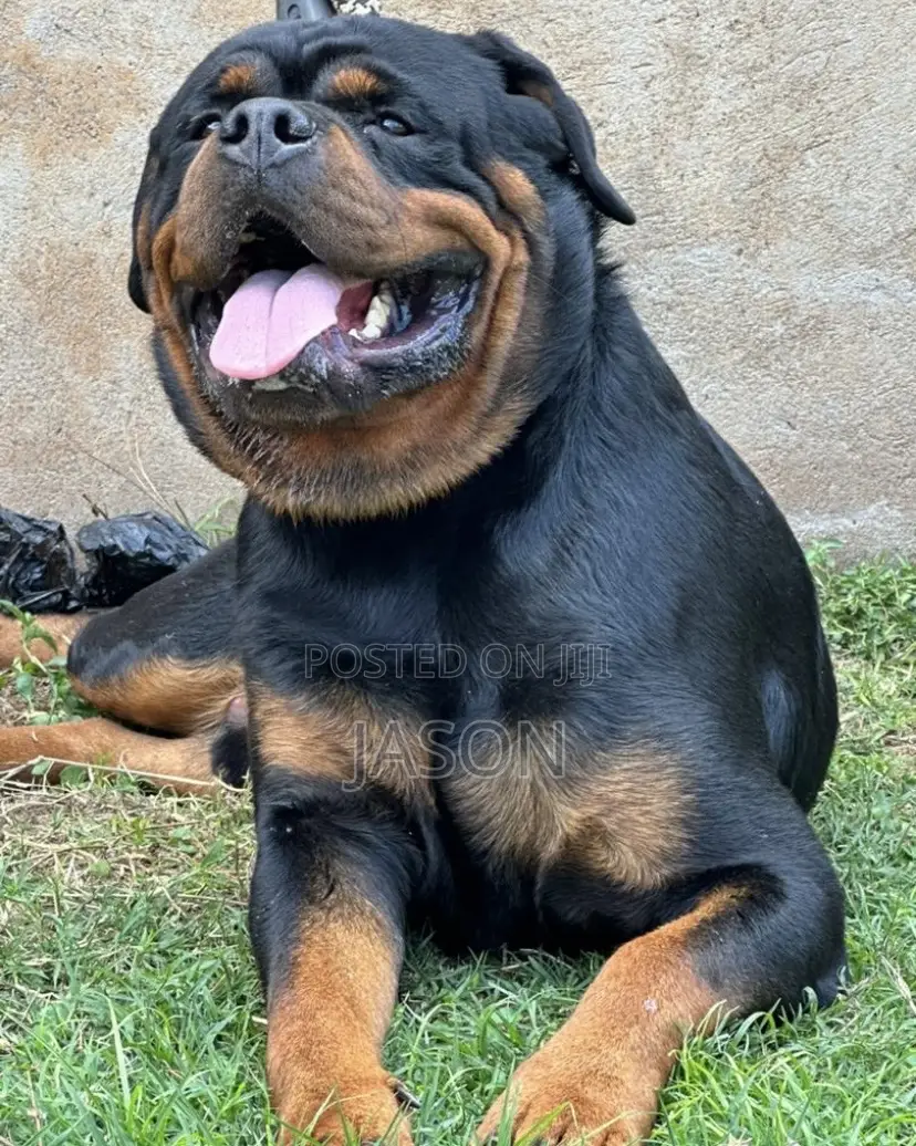 1+ year Male Purebred Rottweiler