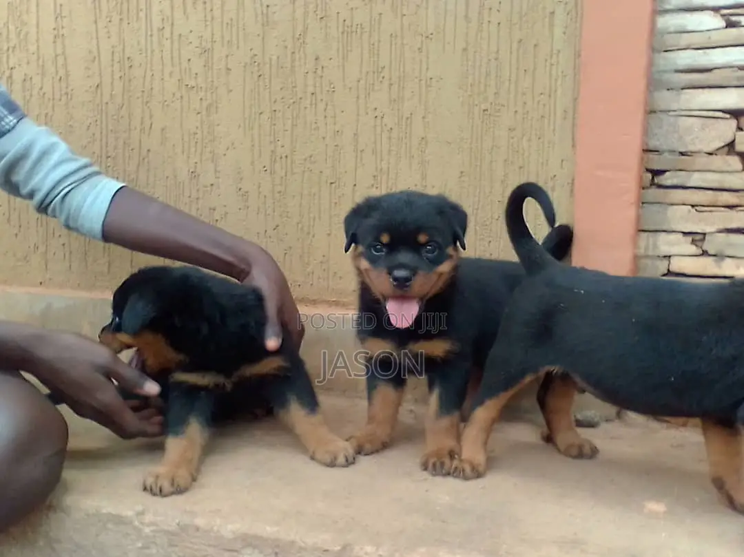 1-3 months Male Purebred Rottweiler
