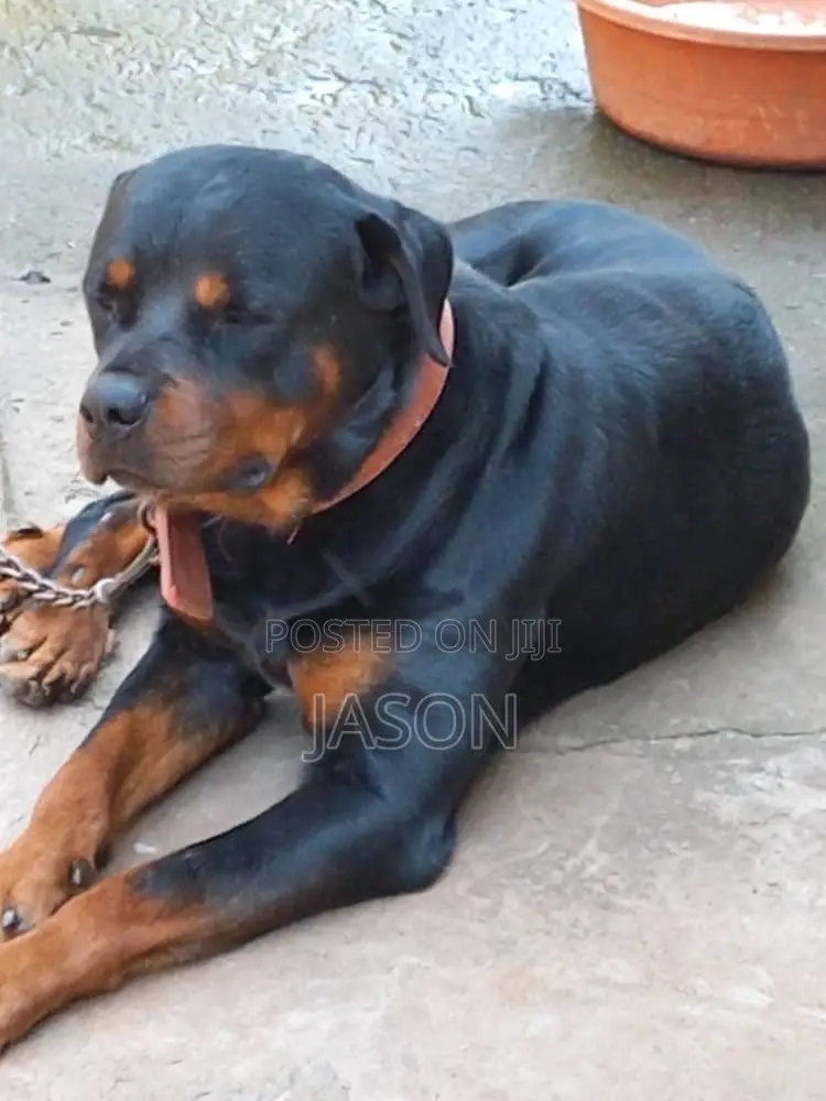 1+ year Male Purebred Rottweiler