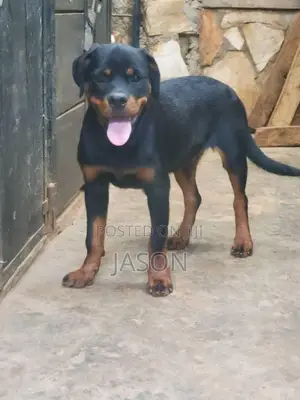 3-6 months Male Purebred Rottweiler