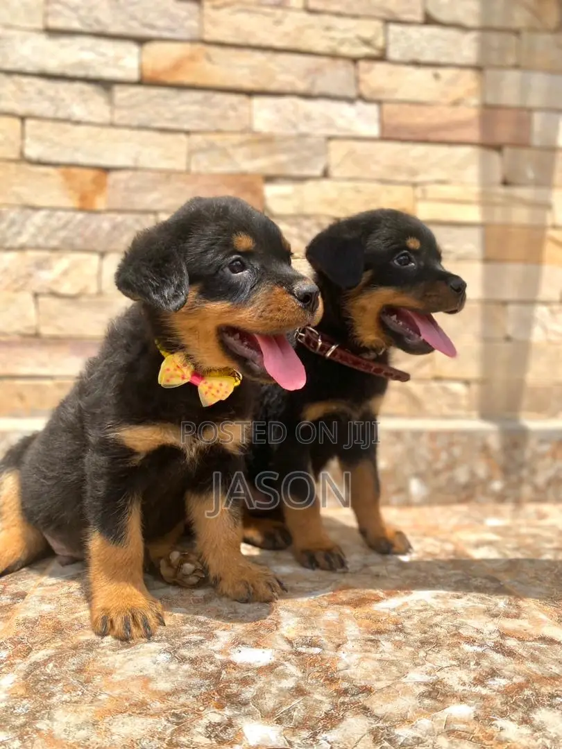 1-3 months Male Purebred Rottweiler