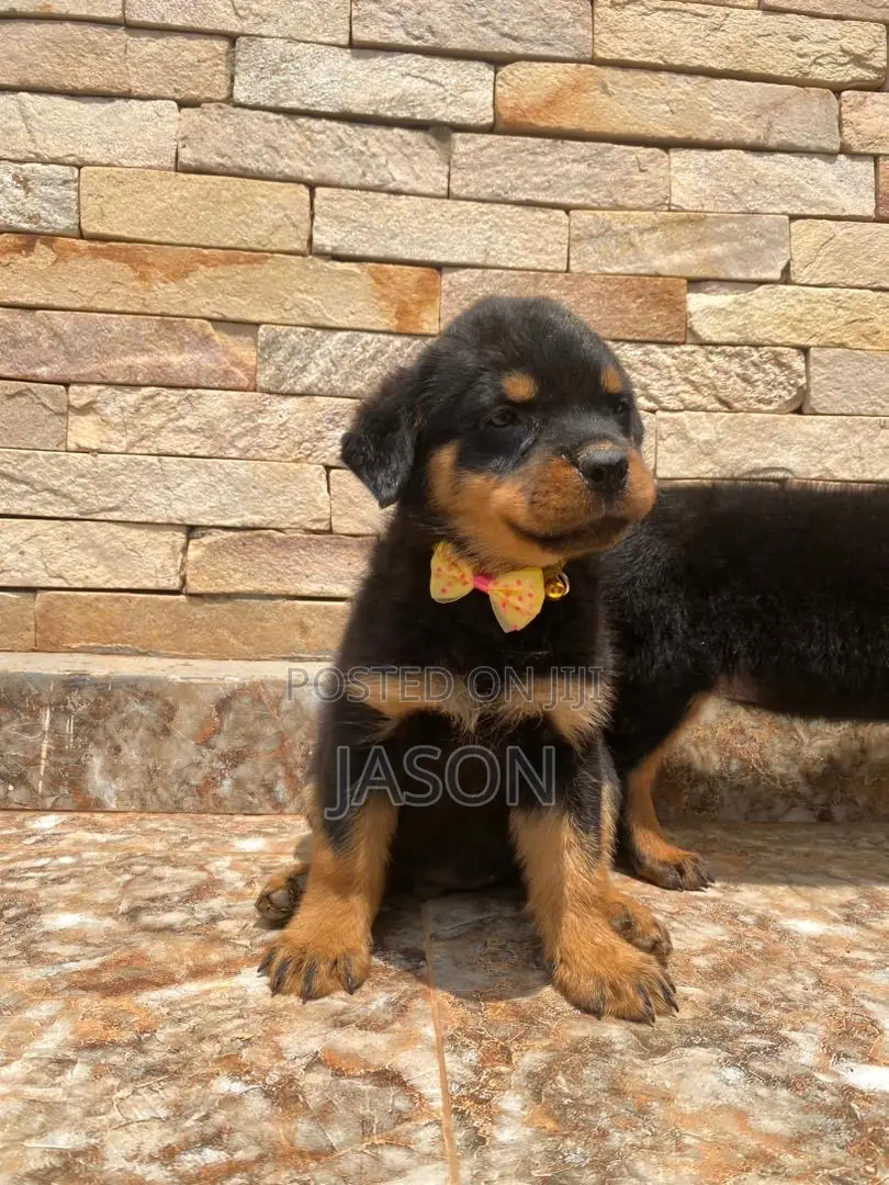 1-3 months Female Purebred Rottweiler