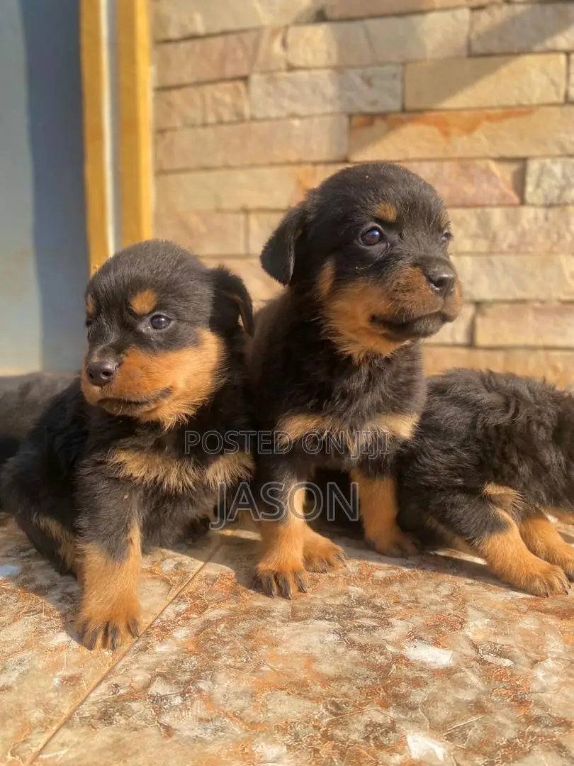 1-3 months Male Purebred Rottweiler