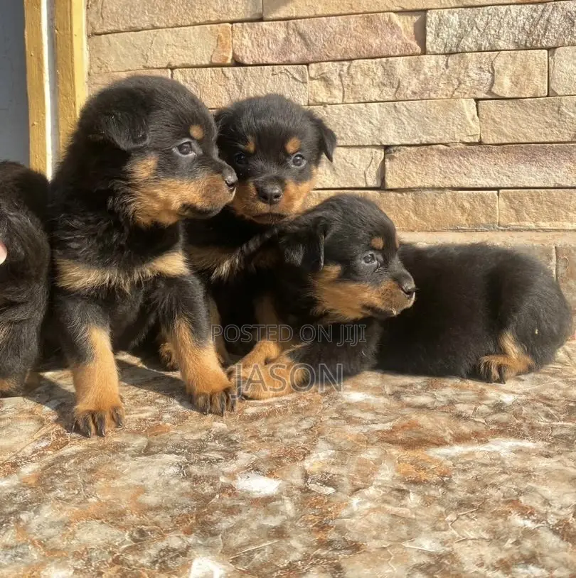 1-3 months Male Purebred Rottweiler
