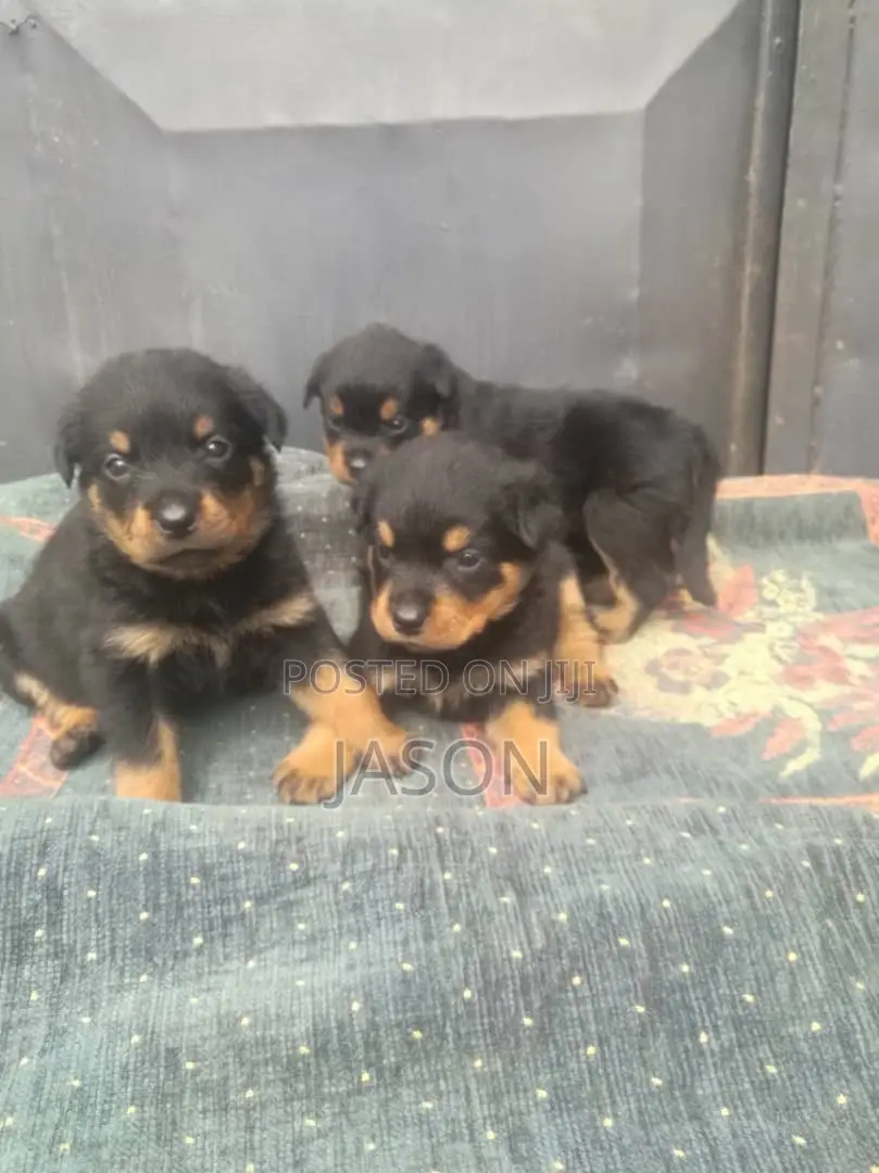 1-3 months Female Purebred Rottweiler